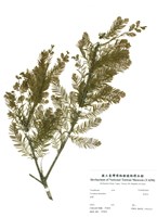 藏品(落雨松)的圖片